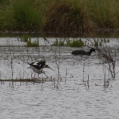 Himantopus leucocephalus at Fyshwick, ACT - 24 Oct 2020