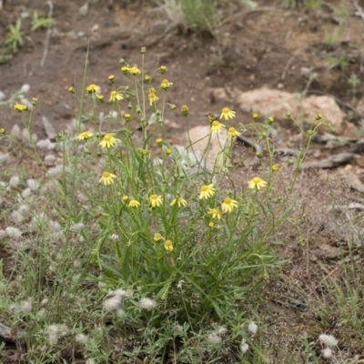 Senecio madagascariensis (Madagascan Fireweed, Fireweed) at Illilanga & Baroona - 24 Oct 2020 by Illilanga