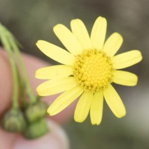 Senecio madagascariensis at Illilanga & Baroona - 24 Oct 2020