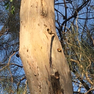 Vanessa itea (Yellow Admiral) at Mount Majura - 22 Oct 2020 by JenniM