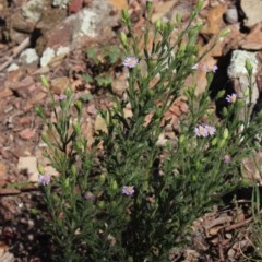 Vittadinia cuneata var. cuneata (Fuzzy New Holland Daisy) at MTR591 at Gundaroo - 12 Oct 2020 by MaartjeSevenster