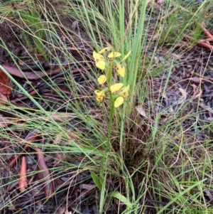 Diuris sulphurea at Bungendore, NSW - suppressed