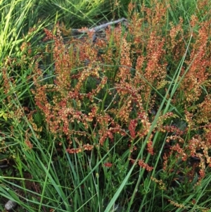 Rumex acetosella at Hughes, ACT - 22 Oct 2020 06:25 PM