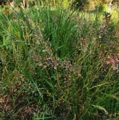 Capsella bursa-pastoris (Shepherd's Purse) at Hughes, ACT - 22 Oct 2020 by TomT