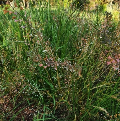 Capsella bursa-pastoris (Shepherd's Purse) at Hughes, ACT - 22 Oct 2020 by TomT