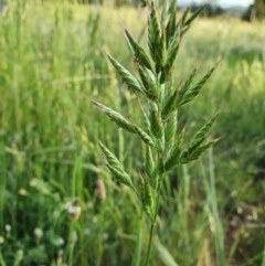 Bromus hordeaceus (A Soft Brome) at Hughes, ACT - 22 Oct 2020 by TomT