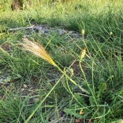 Austrostipa (genus) (A Corkscrew Grass) at Hughes, ACT - 22 Oct 2020 by TomT
