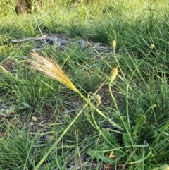 Austrostipa sp. (A Corkscrew Grass) at Hughes, ACT - 22 Oct 2020 by TomT