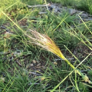 Austrostipa sp. at Hughes, ACT - 22 Oct 2020 06:22 PM