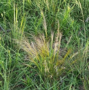 Austrostipa scabra at Hughes, ACT - 22 Oct 2020