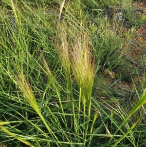 Austrostipa scabra at Hughes, ACT - 22 Oct 2020