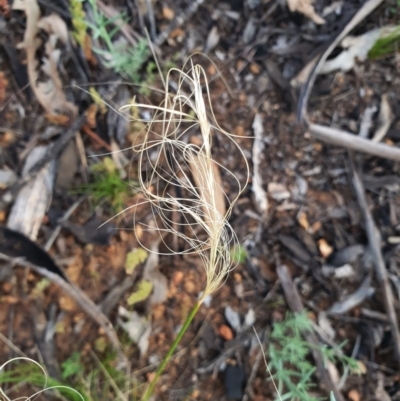 Austrostipa scabra (Corkscrew Grass, Slender Speargrass) at Hughes, ACT - 22 Oct 2020 by TomT