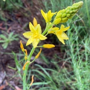 Bulbine glauca at Bungendore, NSW - 23 Oct 2020