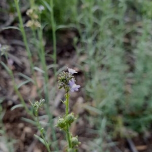 Linaria arvensis at Hughes, ACT - 22 Oct 2020