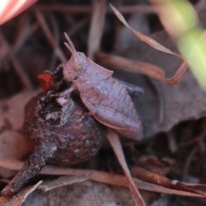 Acrididae sp. (family) at Uriarra, NSW - 3 Oct 2020