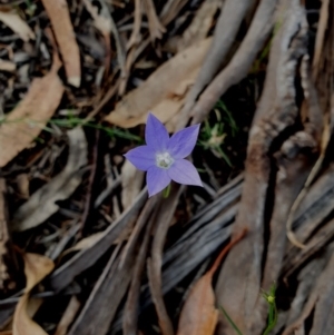 Wahlenbergia sp. at Hughes, ACT - 22 Oct 2020 06:05 PM