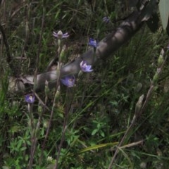 Thelymitra pauciflora at Holt, ACT - suppressed