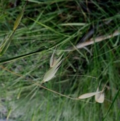 Avena (genus) (Wild Oats) at Hughes, ACT - 22 Oct 2020 by TomT