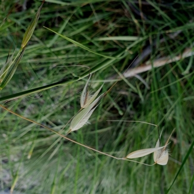 Avena sp. (Wild Oats) at Hughes, ACT - 22 Oct 2020 by TomT