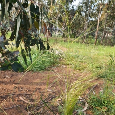 Austrostipa (genus) (A Corkscrew Grass) at Hughes, ACT - 22 Oct 2020 by TomT