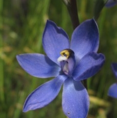 Thelymitra sp. (nuda complex) (Sun Orchid) at Hawker, ACT - 23 Oct 2020 by pinnaCLE