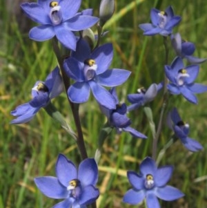 Thelymitra sp. (nuda complex) at Hawker, ACT - suppressed