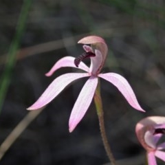 Caladenia congesta (Pink Caps) at Aranda, ACT - 22 Oct 2020 by CathB