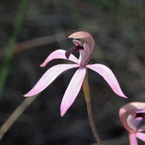 Caladenia congesta at Aranda, ACT - 22 Oct 2020