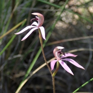 Caladenia congesta at Aranda, ACT - 22 Oct 2020