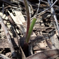 Caladenia congesta at Aranda, ACT - 22 Oct 2020