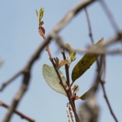 Acrodipsas myrmecophila at suppressed - 23 Oct 2020