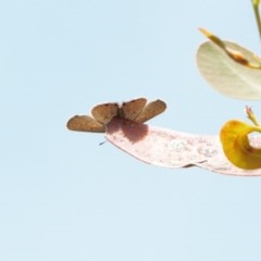 Acrodipsas myrmecophila at suppressed - suppressed