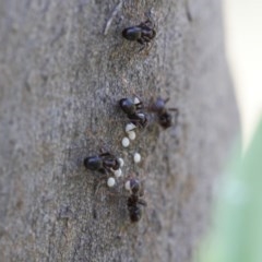 Acrodipsas myrmecophila at suppressed - 23 Oct 2020