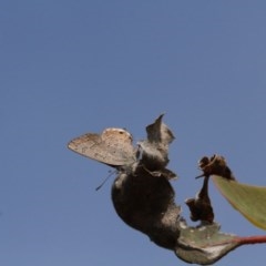 Acrodipsas myrmecophila at suppressed - 23 Oct 2020