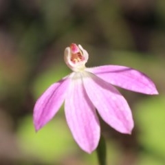 Caladenia carnea (Pink Fingers) at Uriarra, NSW - 3 Oct 2020 by Sarah2019