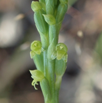 Microtis parviflora (Slender Onion Orchid) at Cook, ACT - 19 Oct 2020 by CathB