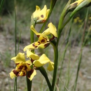 Diuris sulphurea at Cook, ACT - suppressed