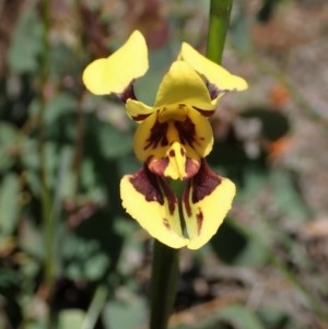 Diuris sulphurea at Cook, ACT - suppressed