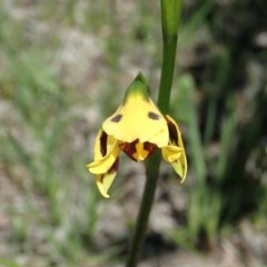 Diuris sulphurea at Cook, ACT - suppressed