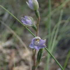 Thelymitra brevifolia (Short-leaf Sun Orchid) at Cook, ACT - 22 Oct 2020 by CathB