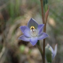 Thelymitra brevifolia at Cook, ACT - suppressed