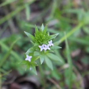 Sherardia arvensis at Uriarra, NSW - suppressed