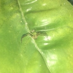 Thomisidae (family) (Unidentified Crab spider or Flower spider) at Berry, NSW - 6 Oct 2020 by Username279