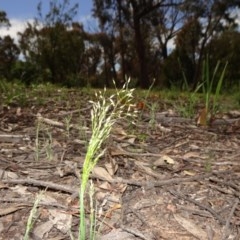 Aira elegantissima (Delicate Hairgrass) at Bruce, ACT - 11 Oct 2020 by JanetRussell