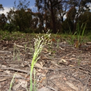 Aira elegantissima at Bruce, ACT - 11 Oct 2020 11:57 AM