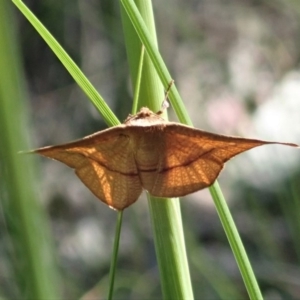 Aglaopus pyrrhata at Aranda, ACT - 22 Oct 2020