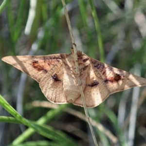 Aglaopus pyrrhata at Aranda, ACT - 22 Oct 2020