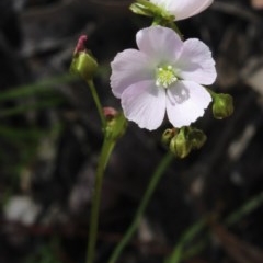 Drosera auriculata (Tall Sundew) at MTR591 at Gundaroo - 12 Oct 2020 by MaartjeSevenster