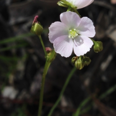 Drosera auriculata (Tall Sundew) at MTR591 at Gundaroo - 12 Oct 2020 by MaartjeSevenster