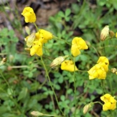 Goodenia pinnatifida (Scrambled Eggs) at Hughes, ACT - 24 Oct 2020 by JackyF